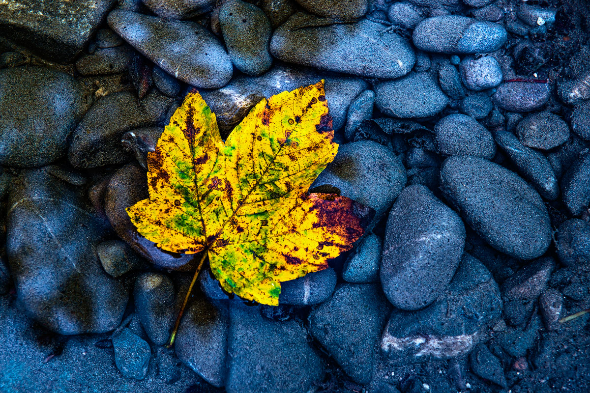 Pebbles & Leaf