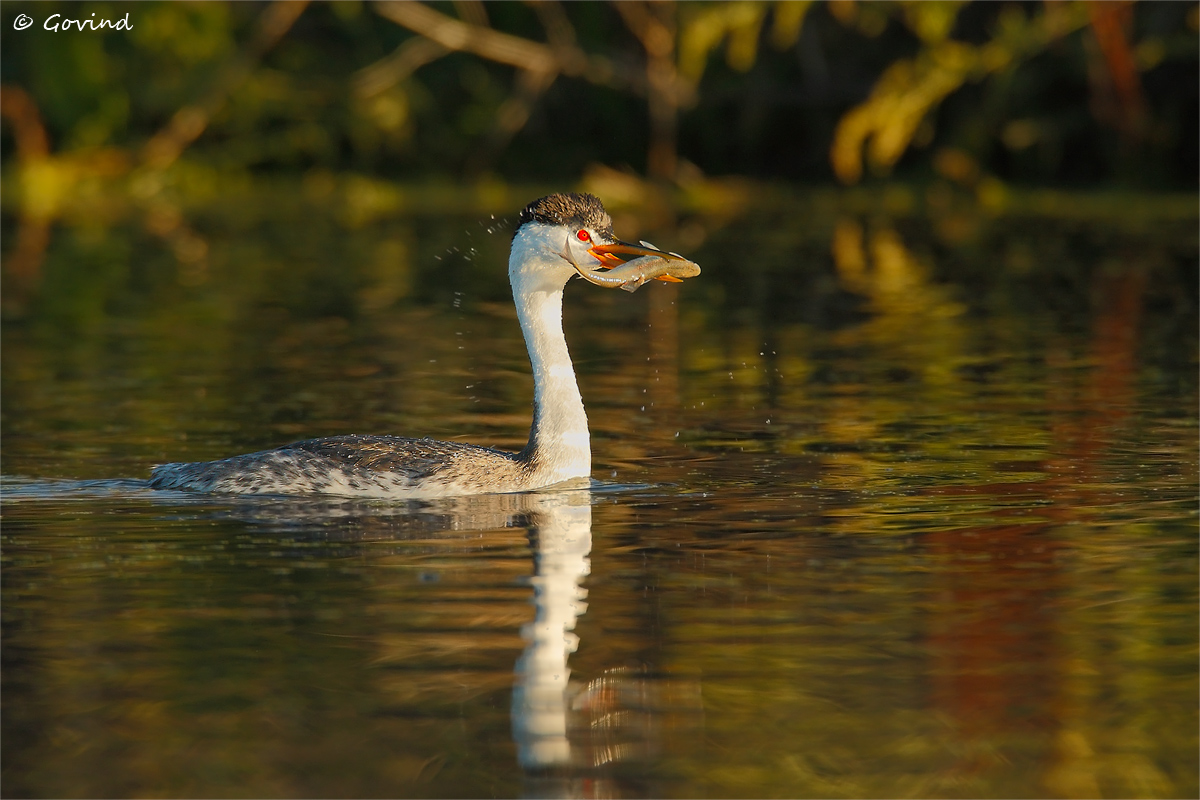 Parent grebe with fish