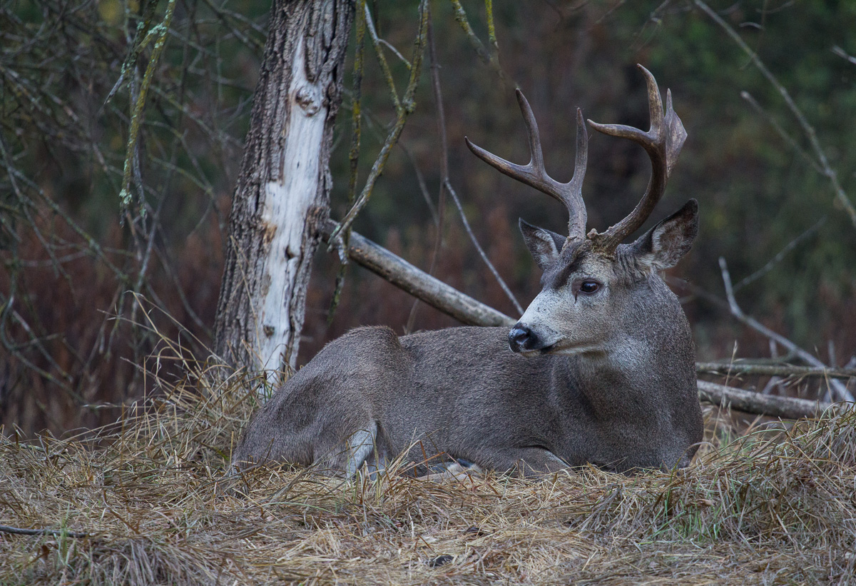 Checking his Doe