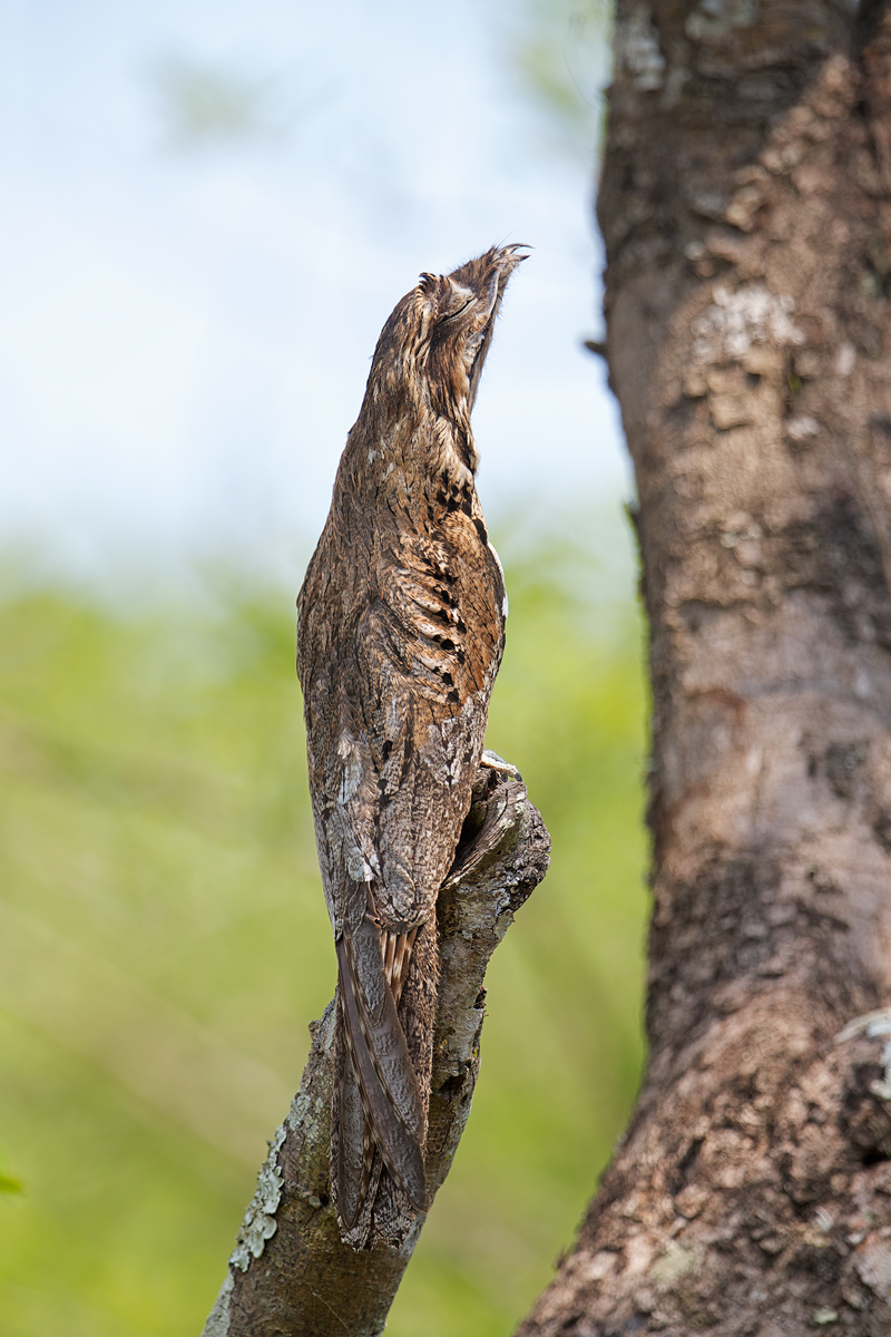 Common Potoo