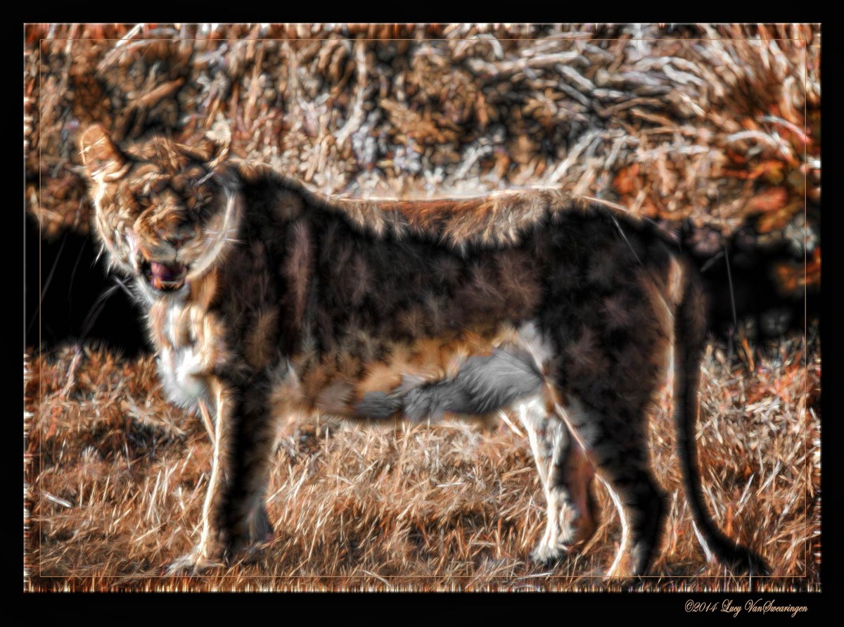 Expressive Lioness