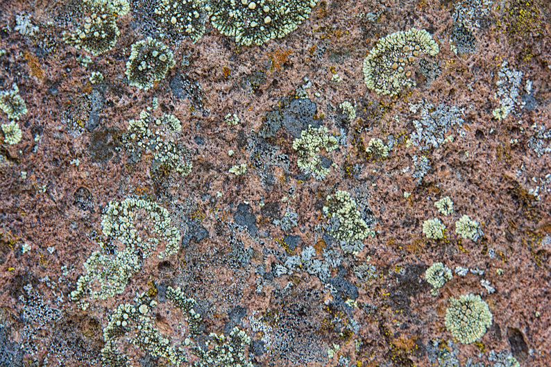 WC #658 Lichen on Tuff