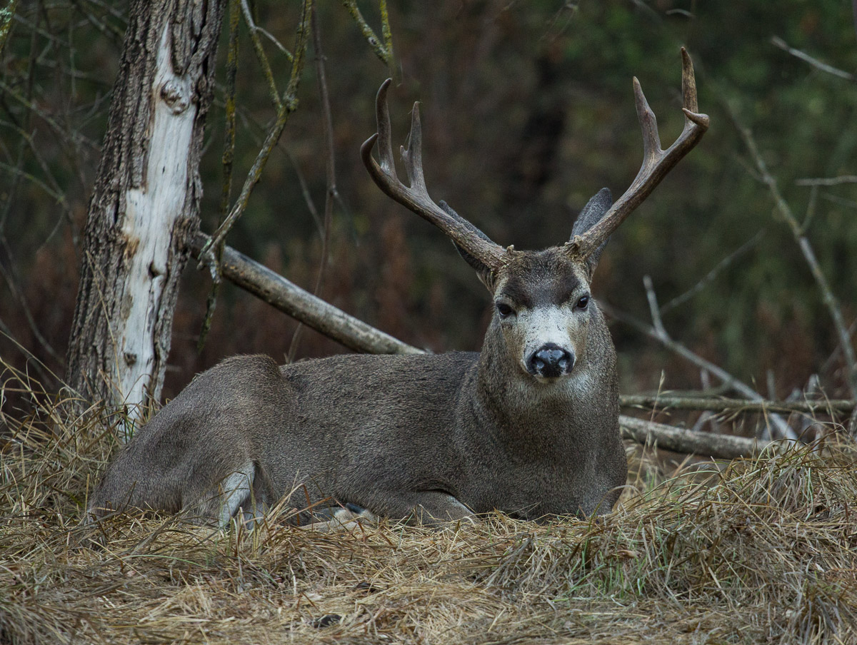 Straight Ahead Buck