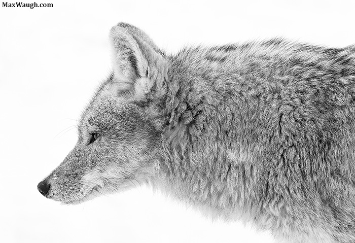 Coyote