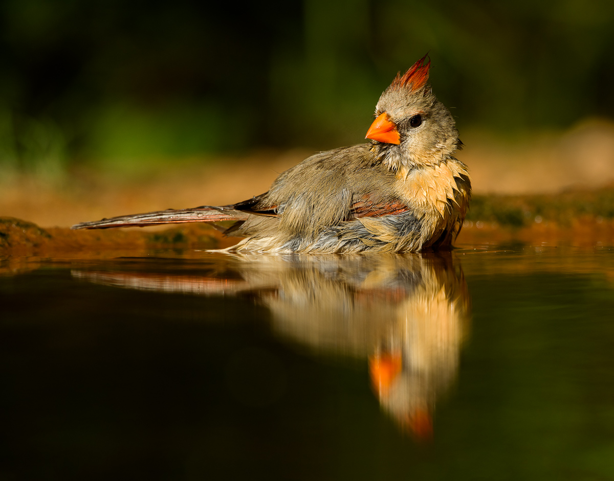 Female Cardinal