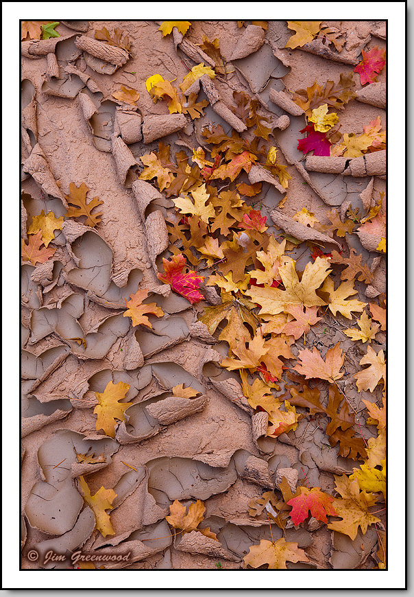 Autumn A-peel 2