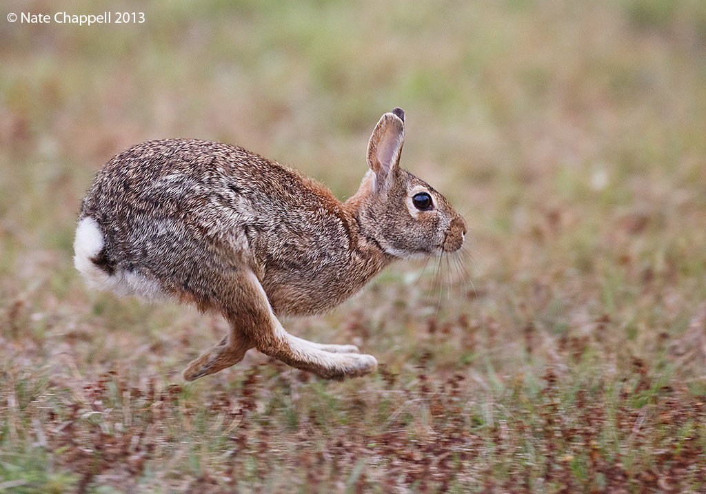 Eastern Cottontail