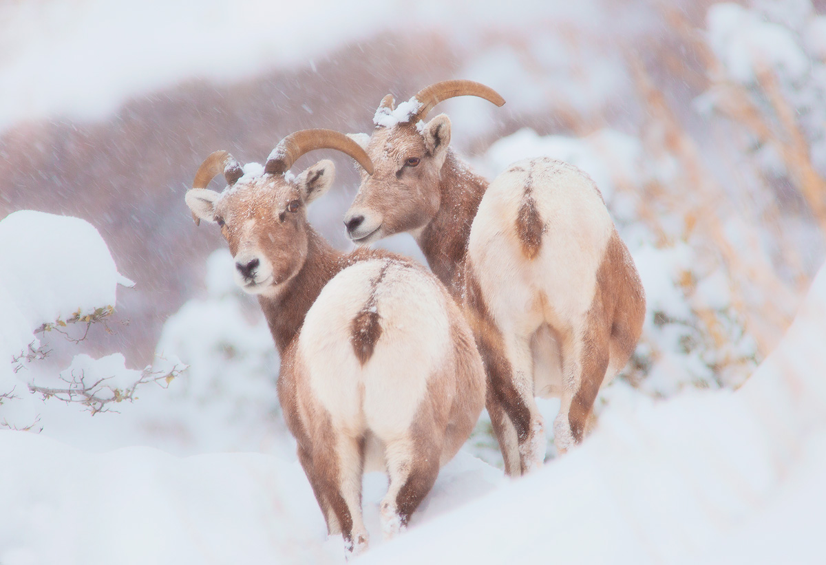Bighorn Pair