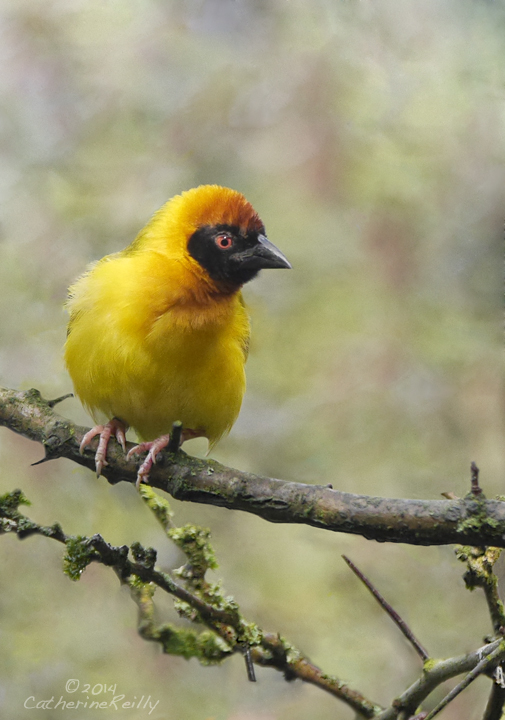 A Cheerful Fellow