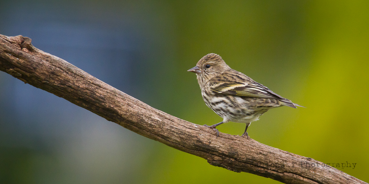 Pine Siskin