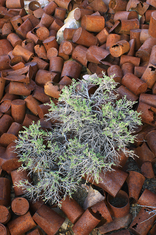 Rusty Cans with Sage