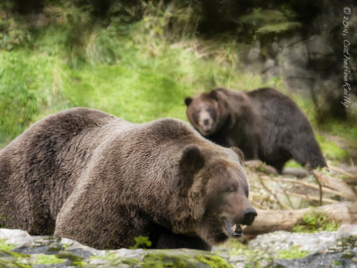 Grizzly Brothers