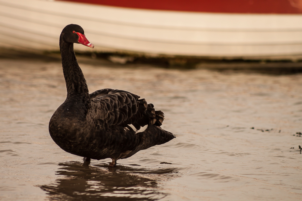 Black Swan