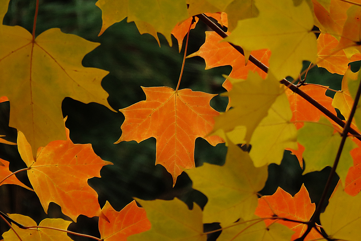Maple leaves 