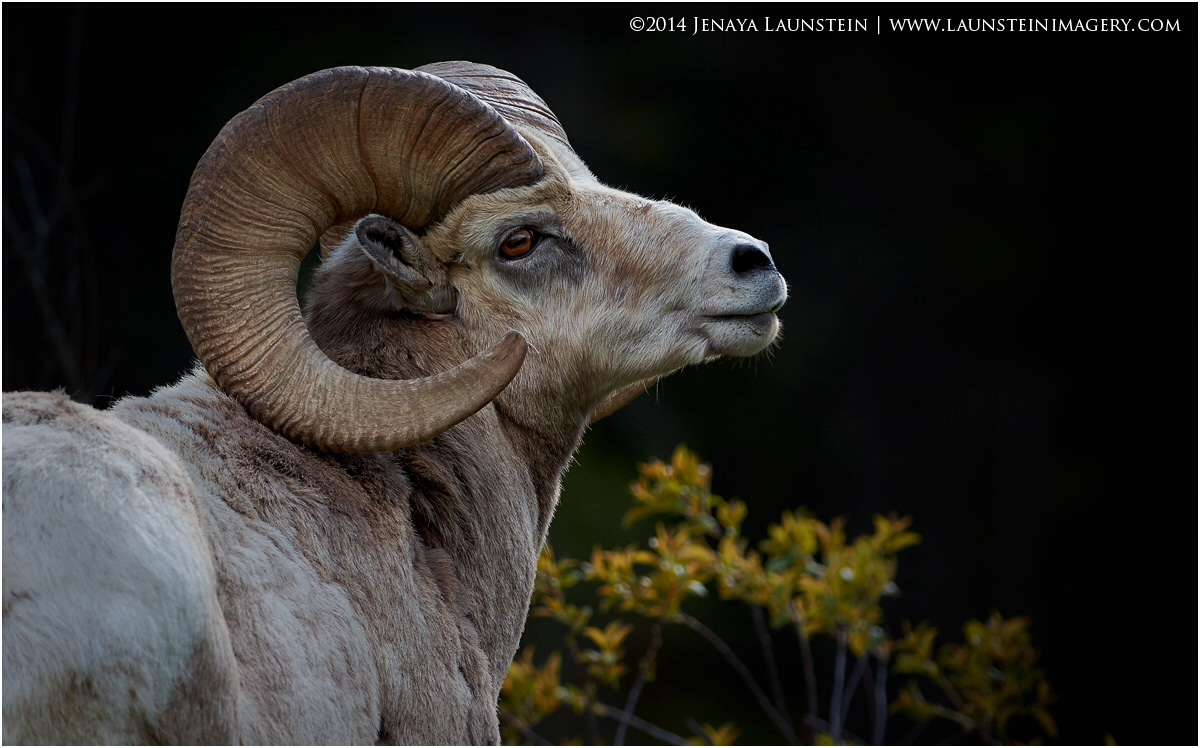 Alberta Bighorn 