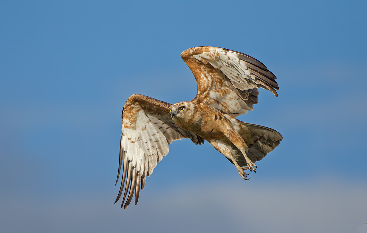 BlackChested Snake Eagle