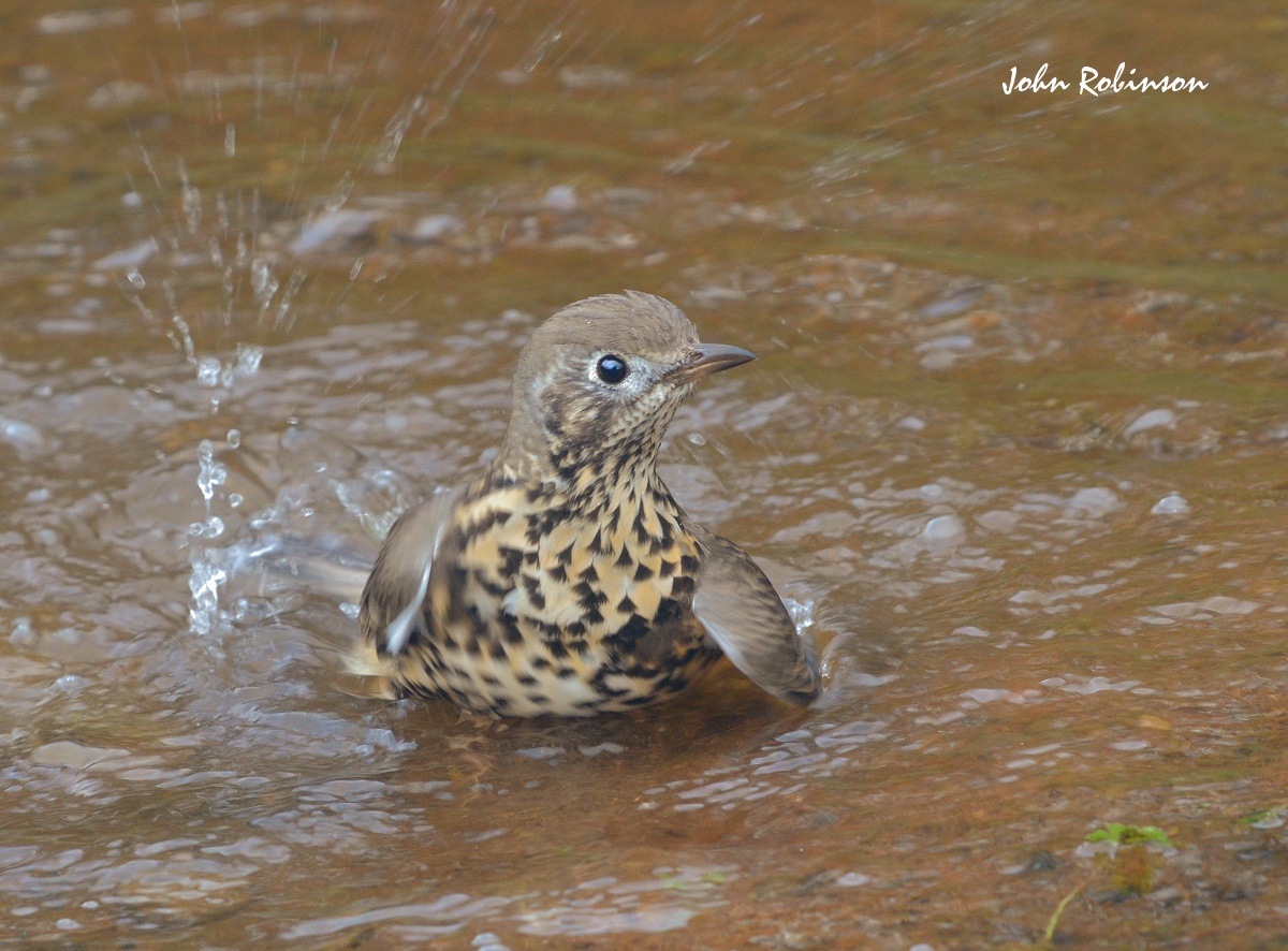 Mistle Thrush