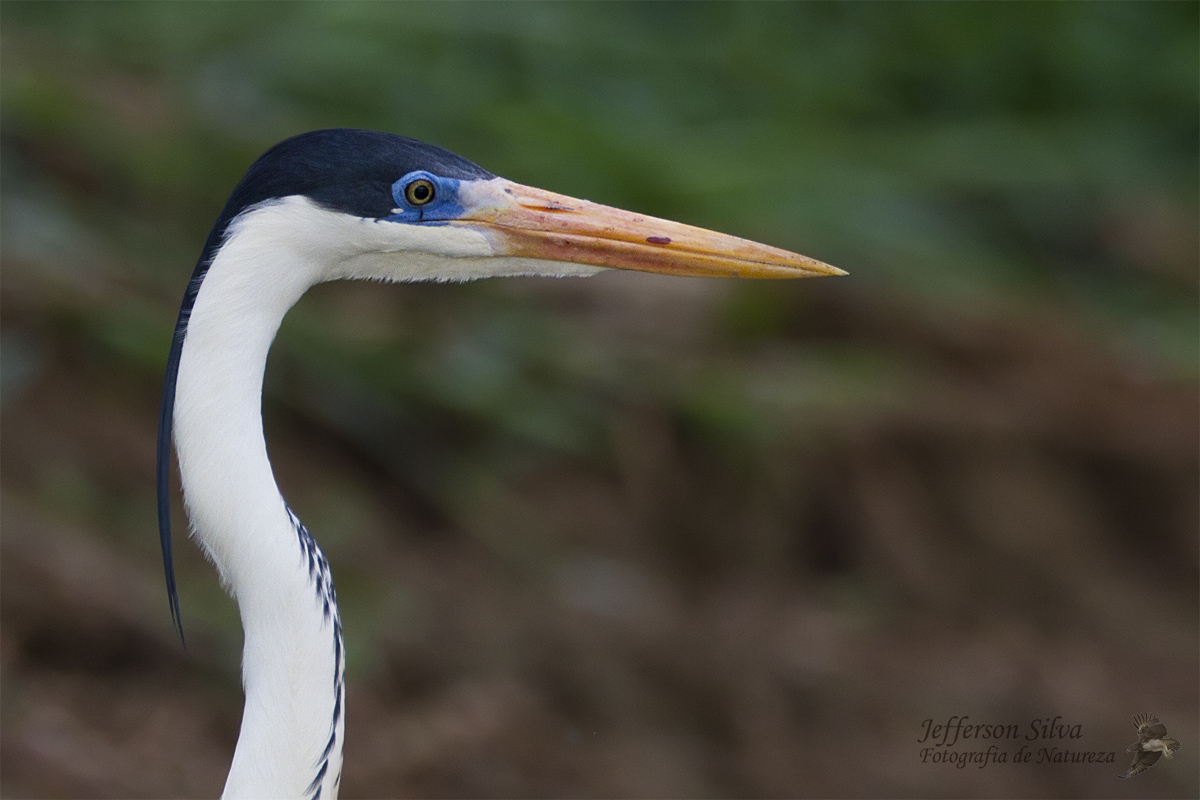 Cocoi Heron
