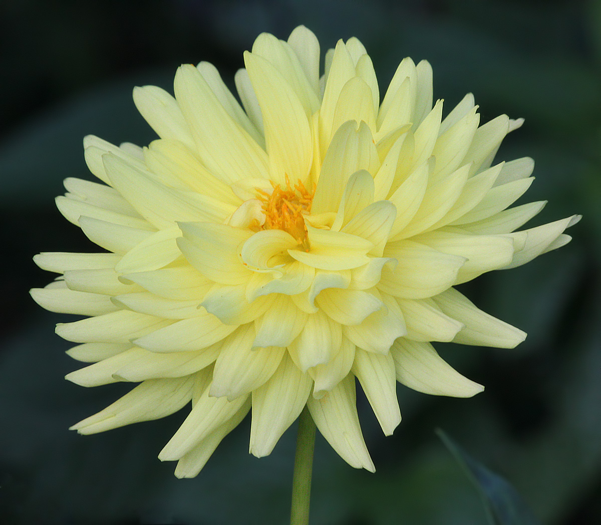 Yellow Flower