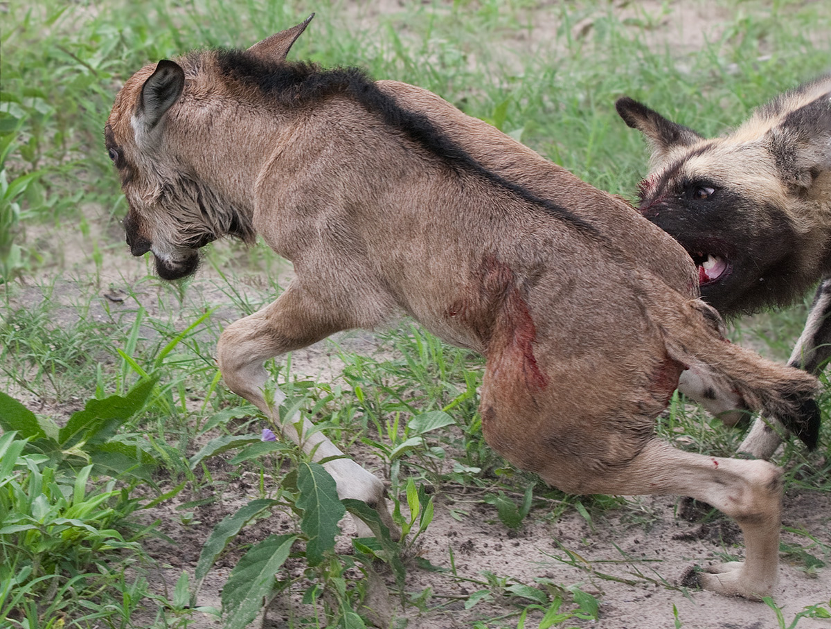 Take Down (Gruesome)