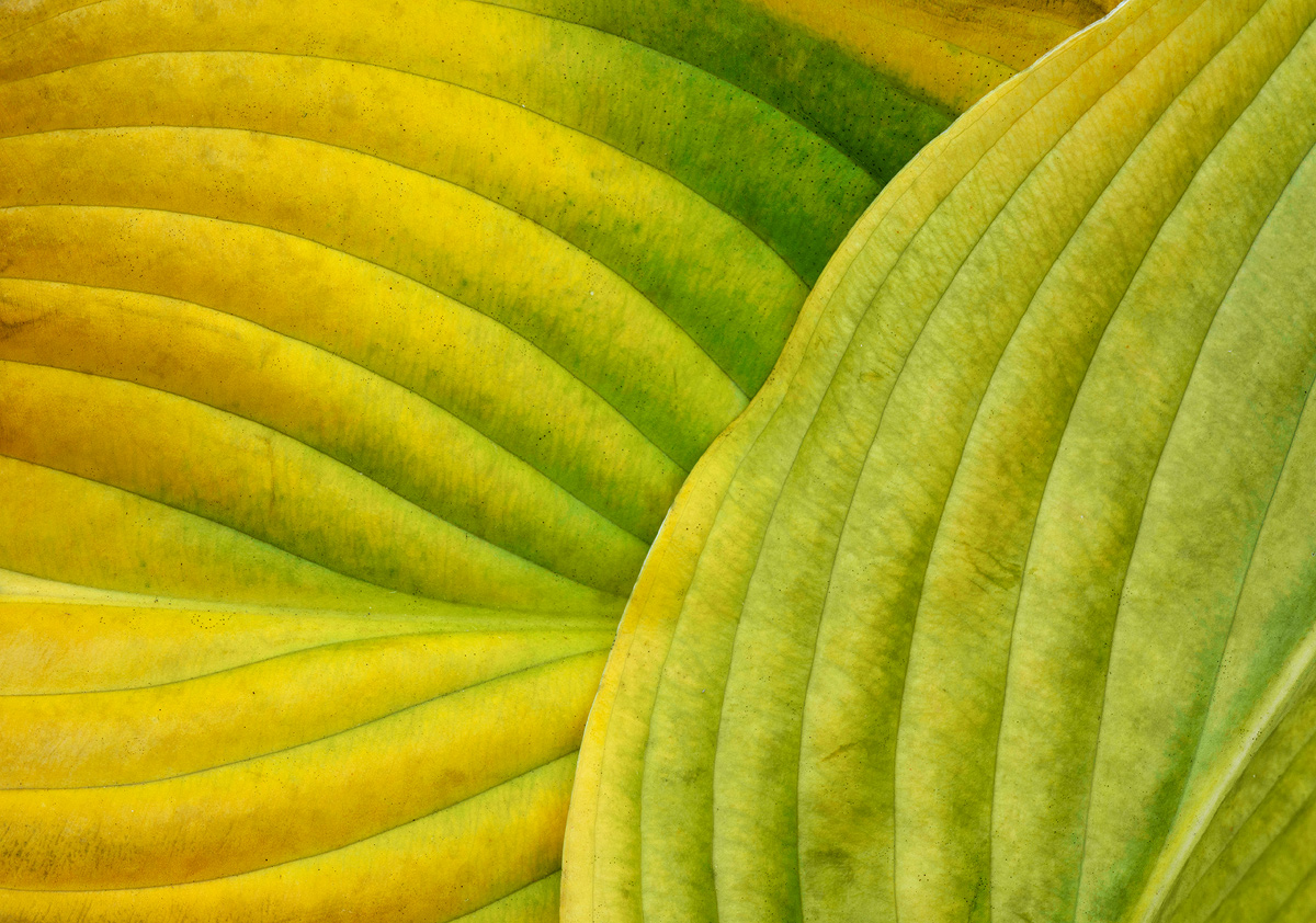 Hosta lines
