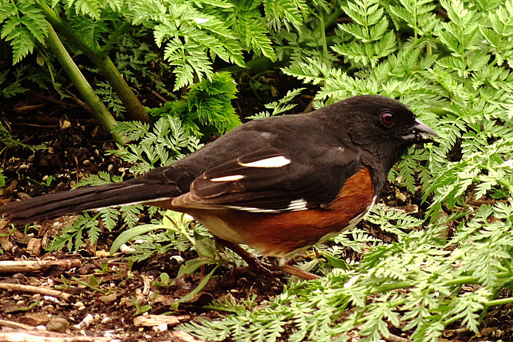 Eastern Towhee
