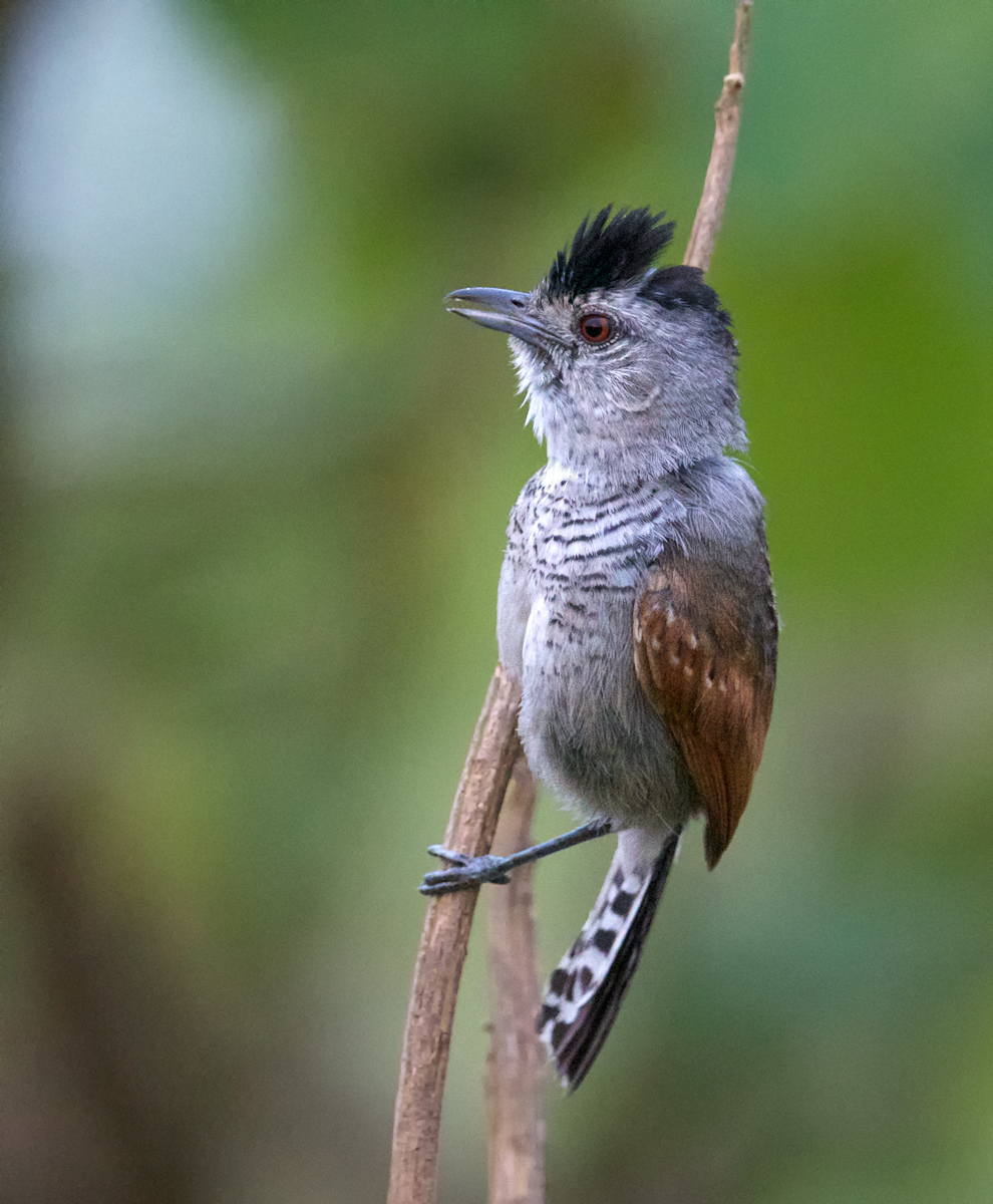 Rufous-winged Antshrike