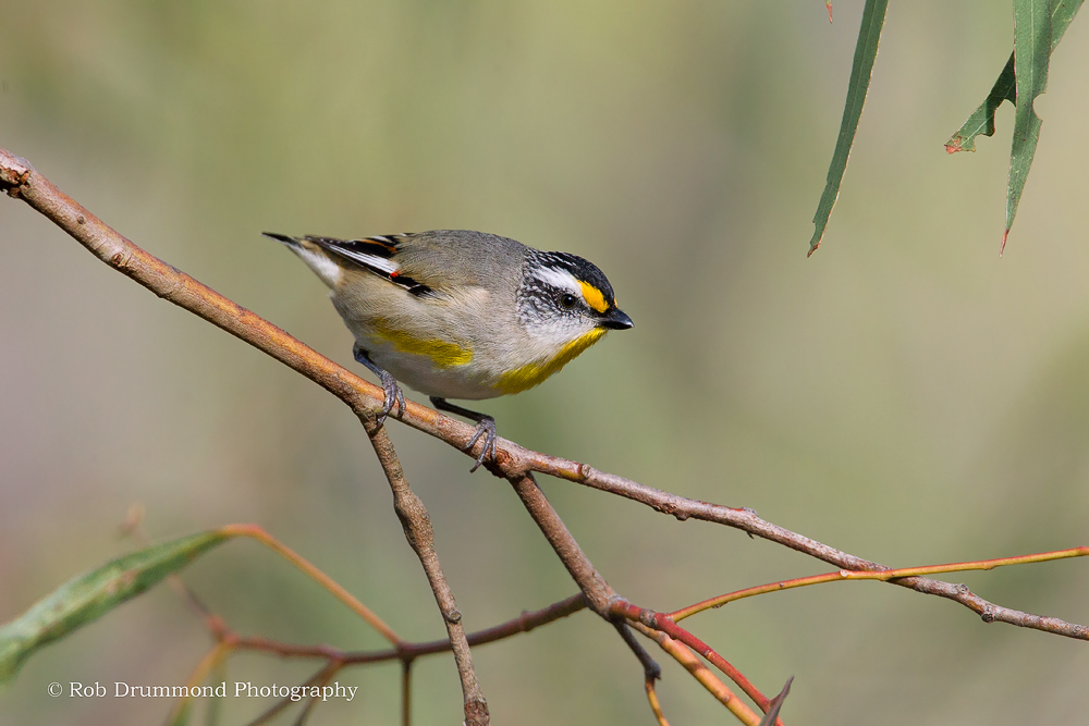 Striated Pardalote