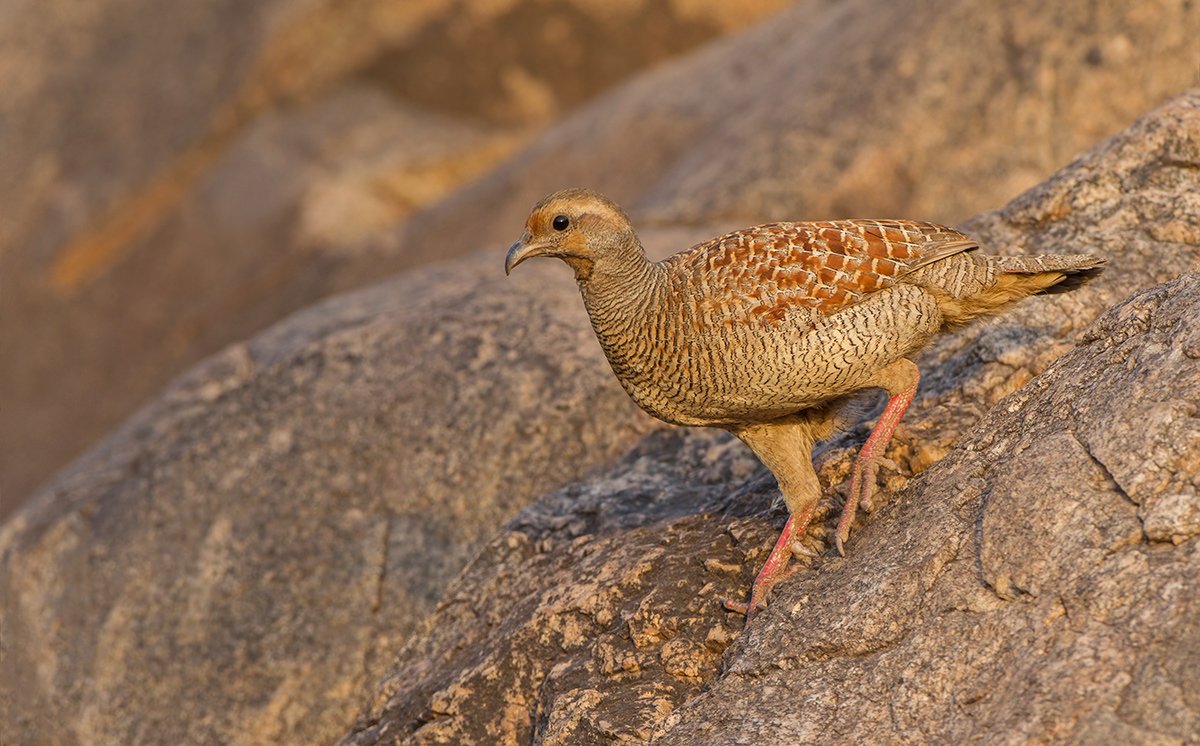 Painted Spurfowl