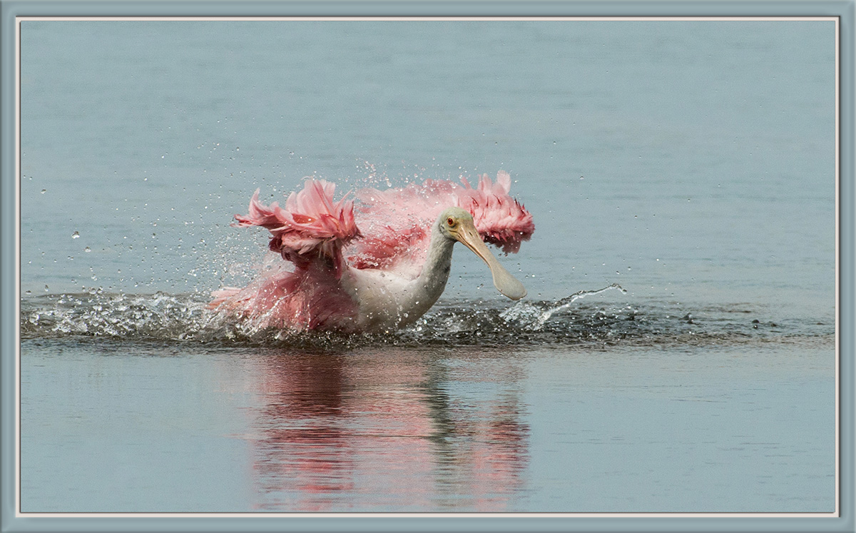 Bathing Beauty