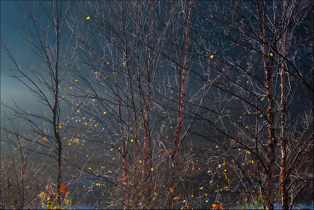 River Birch & Fog