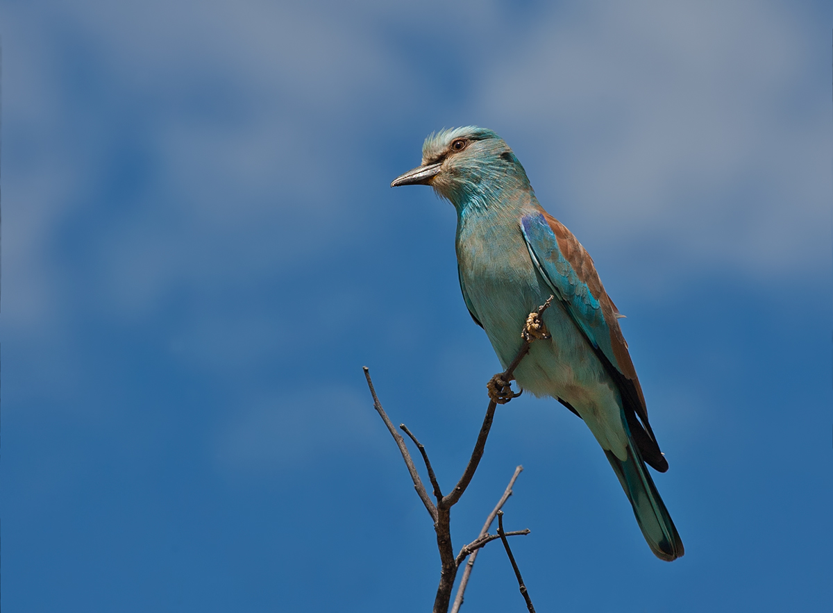 European Roller