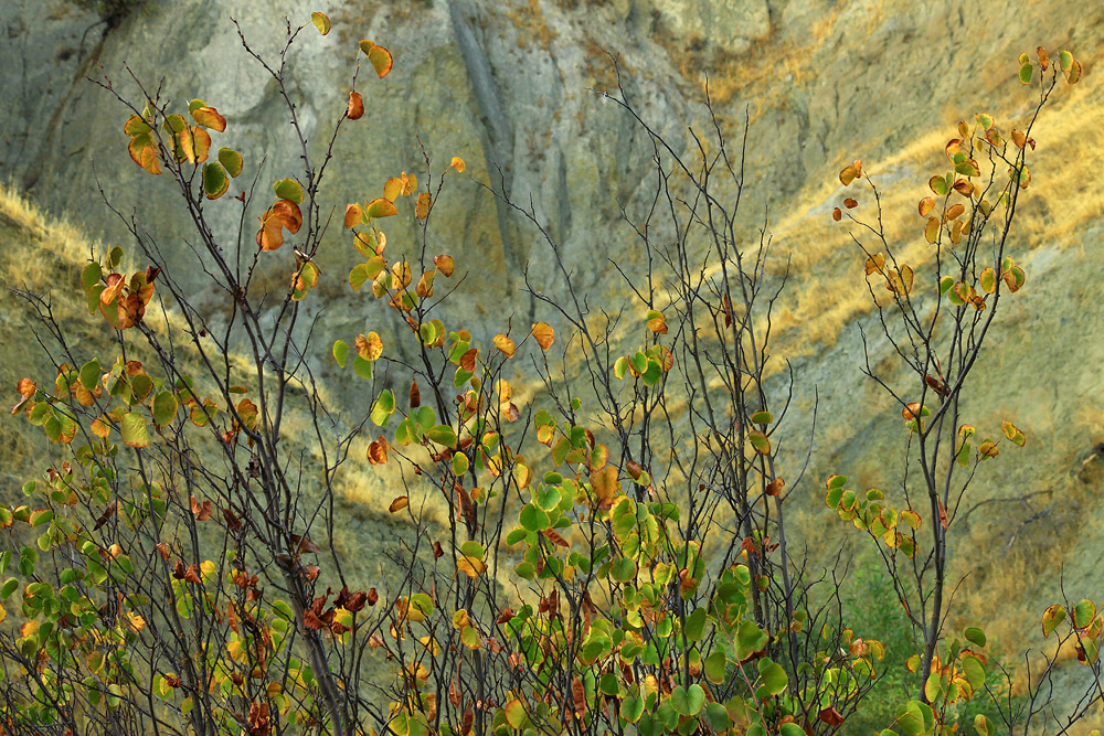 Fall Redbud