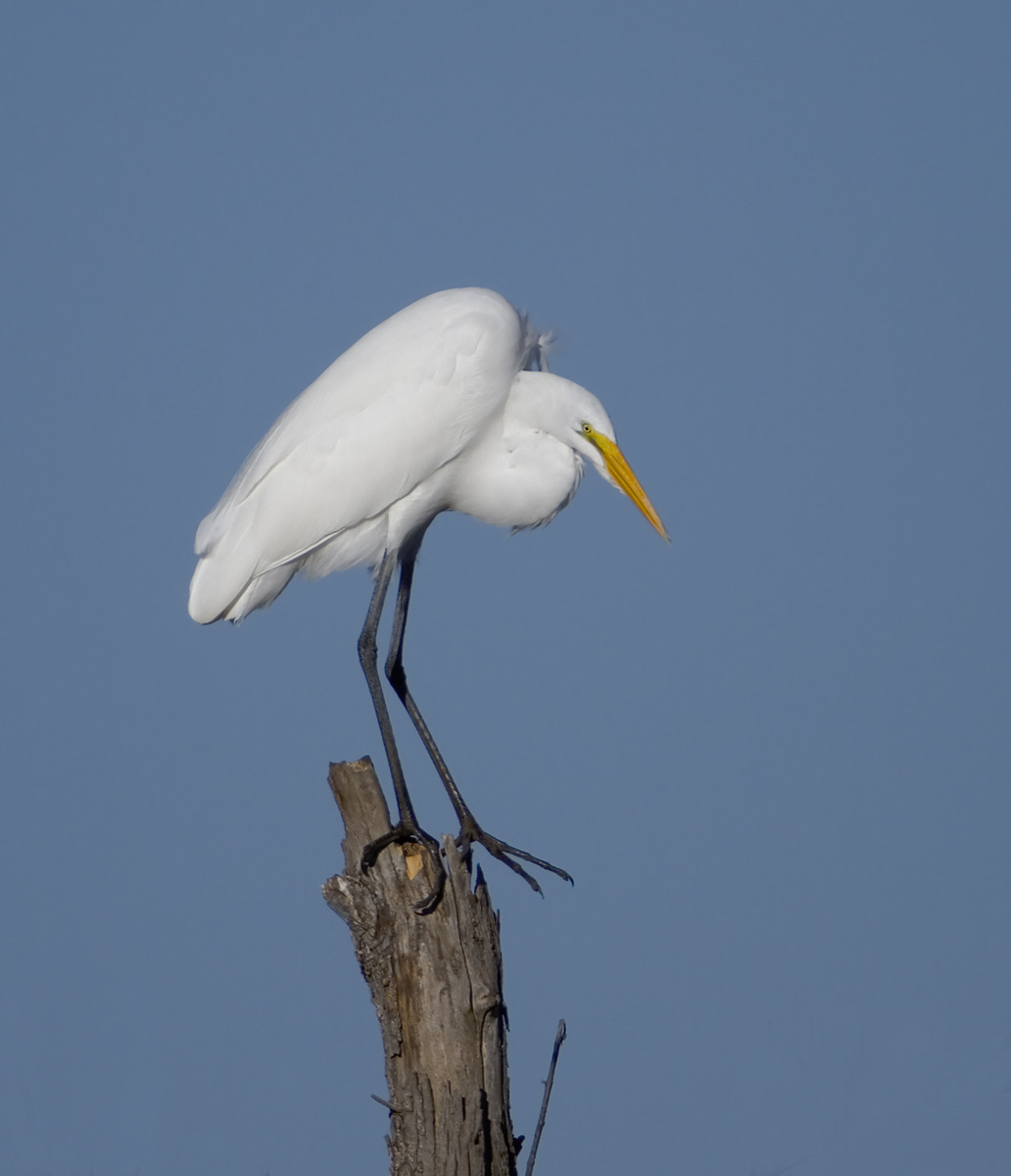 Great Egret