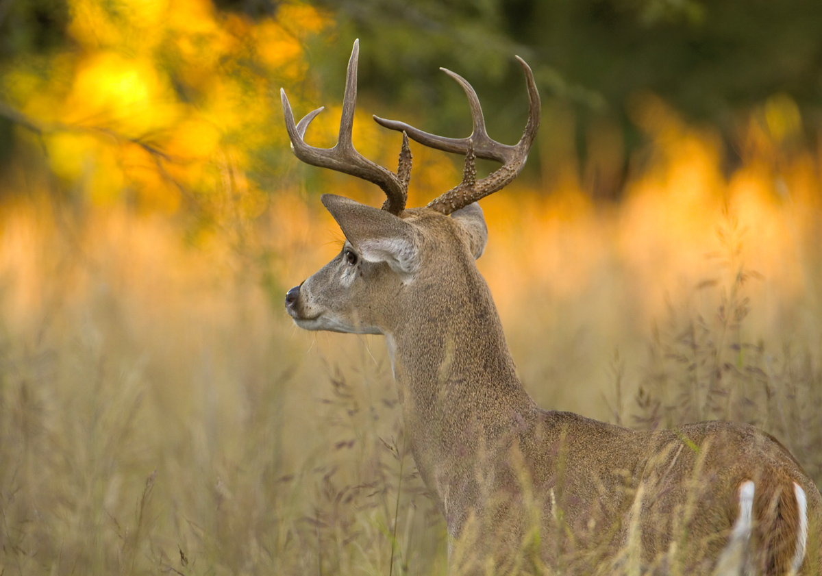 Autumn Buck