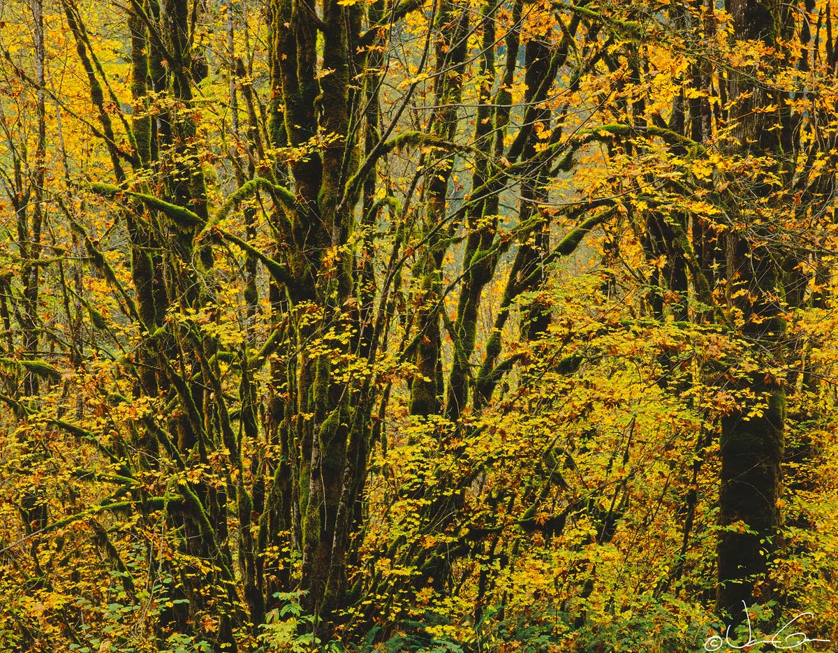 Enveloped in Gold