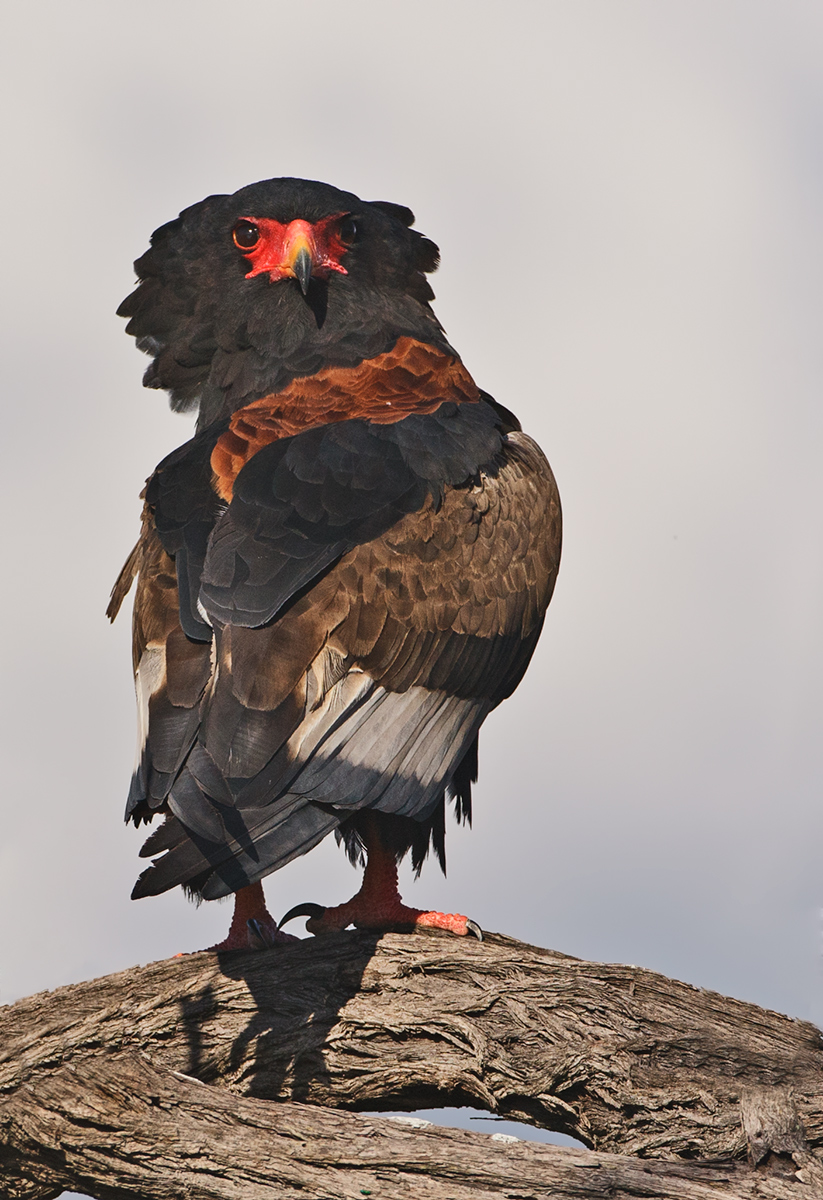 Bateleur