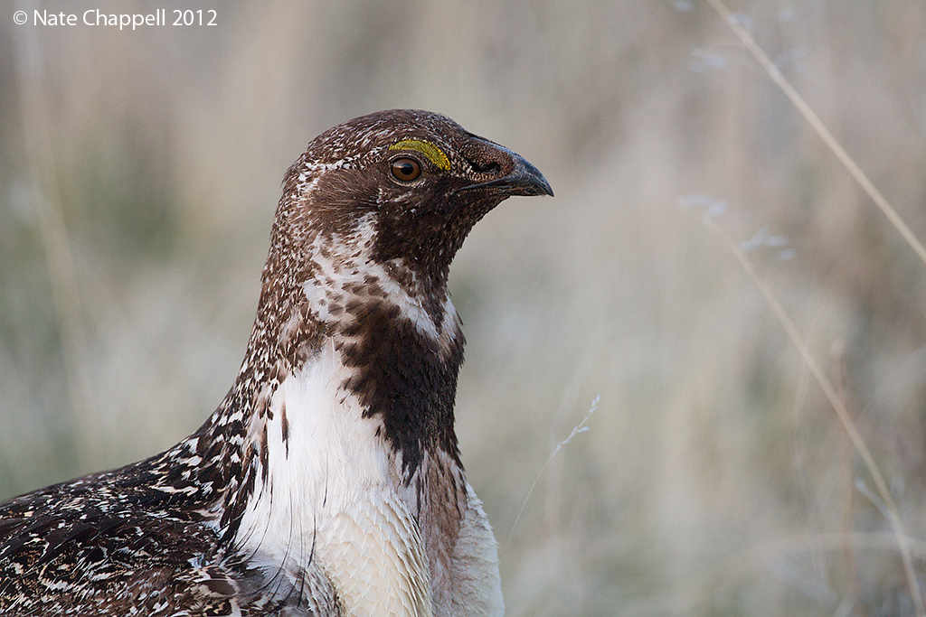 Sage Grouse