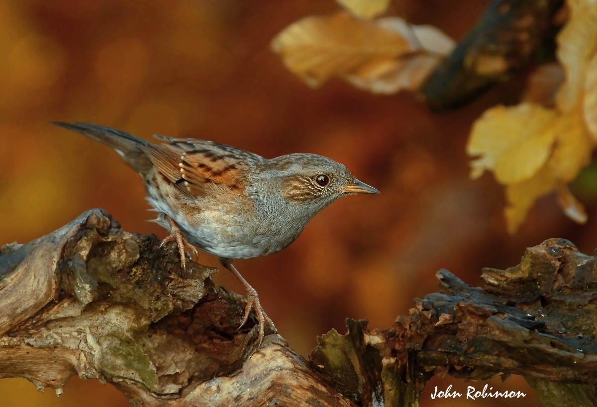 Autumn Dunnock