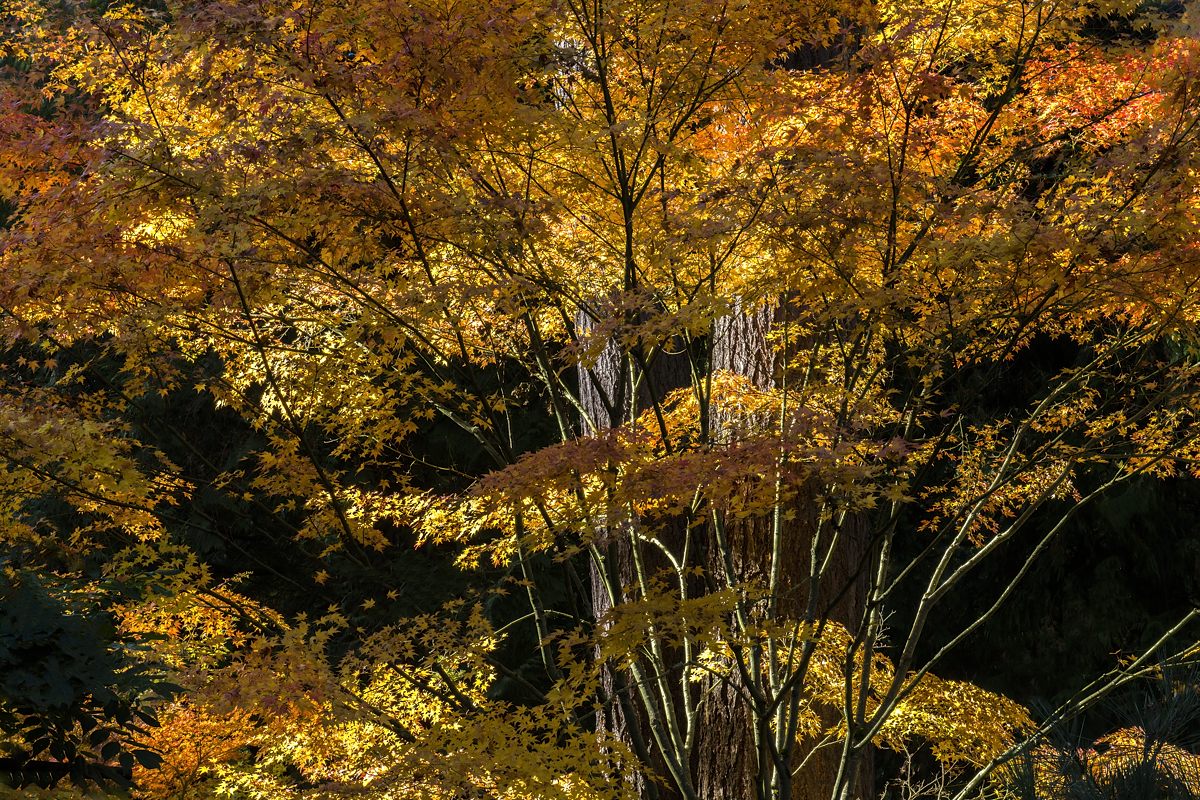 The Maple