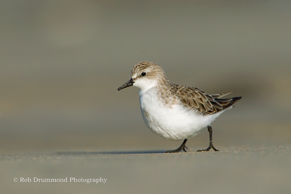 Red-necked Stint