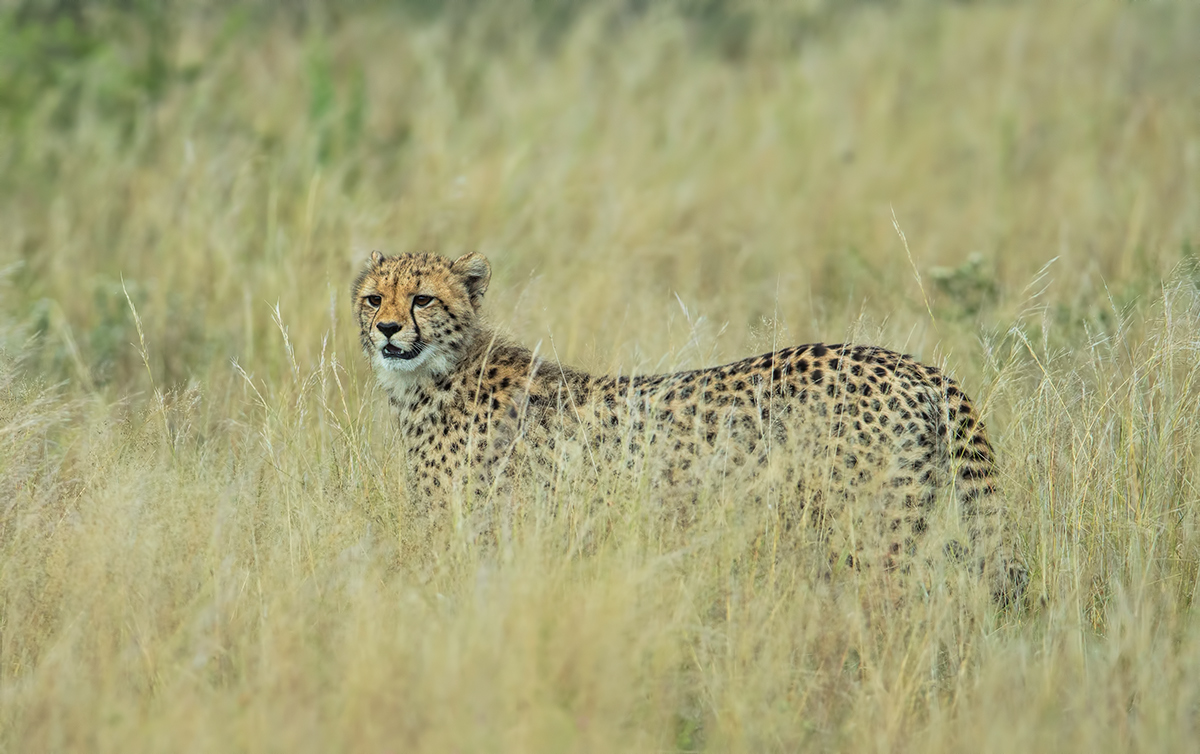 Young Cheetah