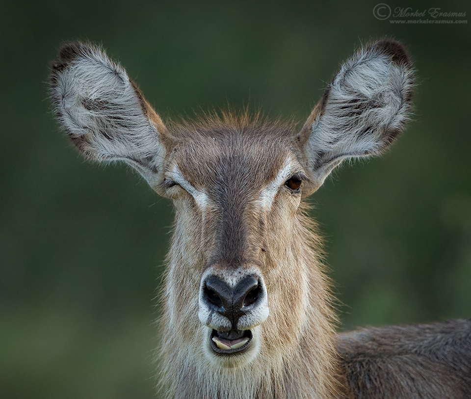 Waterbuck Wink