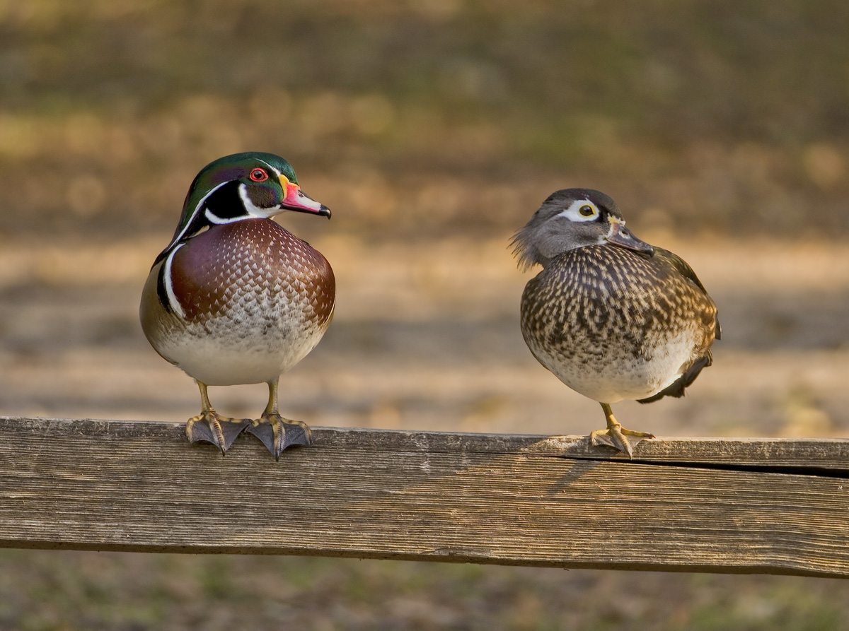 Two Woodies on a Fence