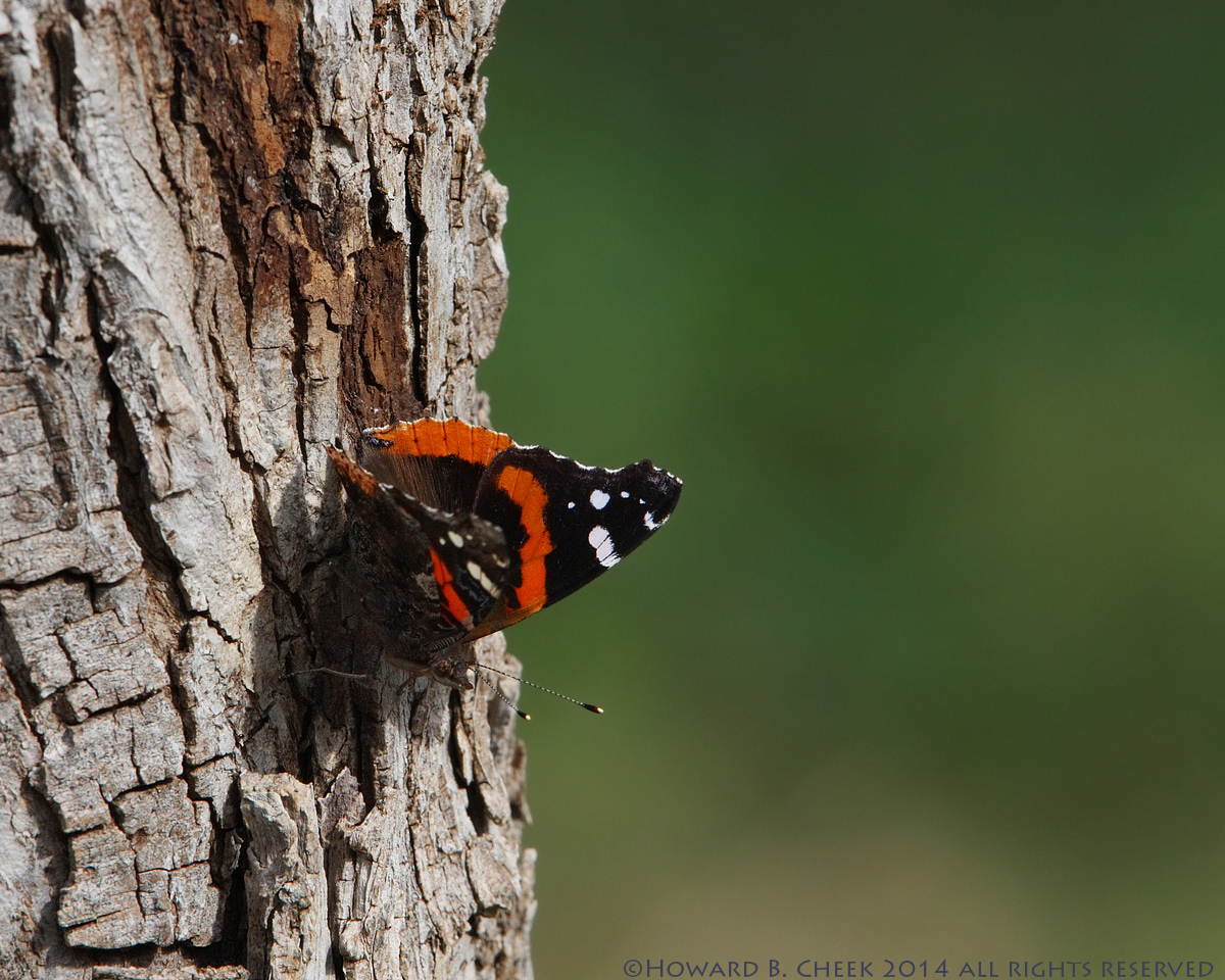 Red Admiral