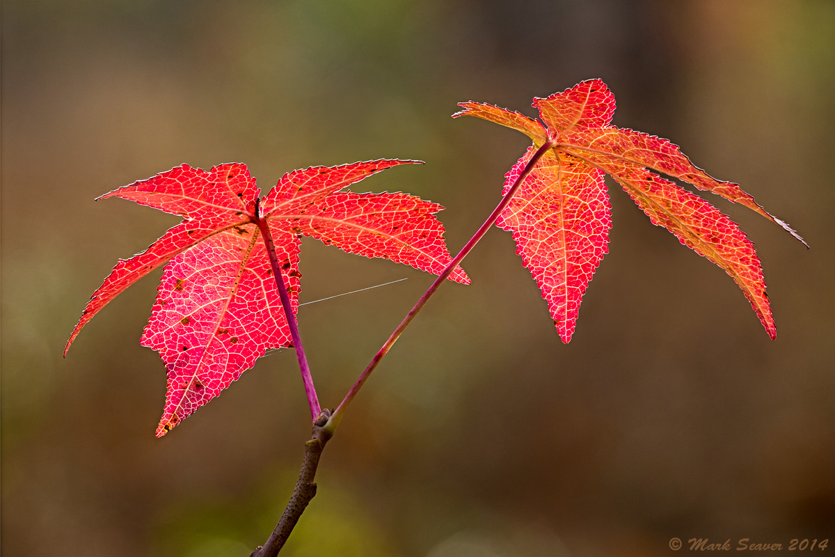Sweet Gum Duo