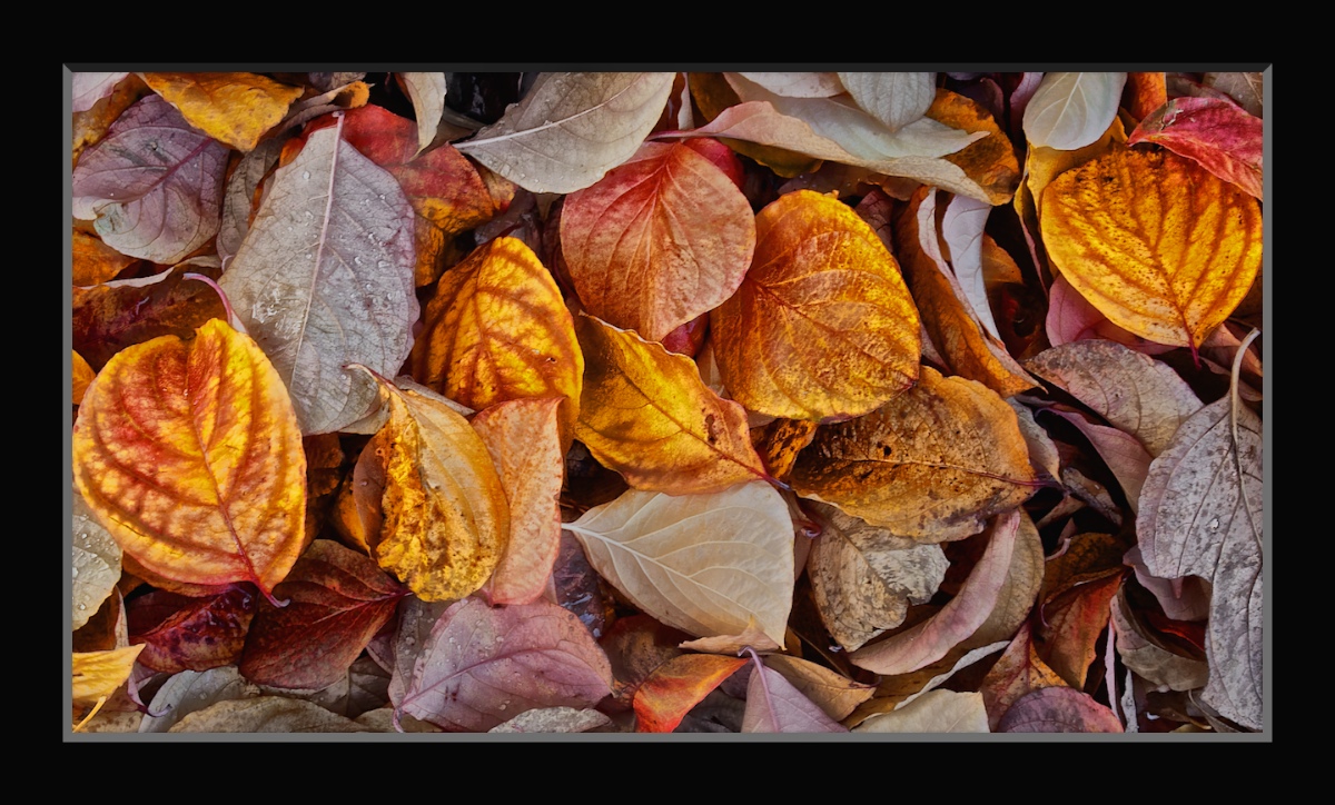 Dogwood Leaves