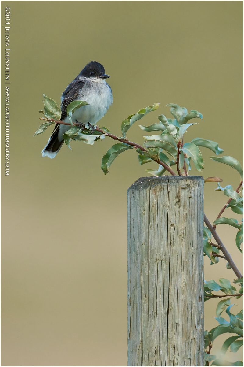 Kingbird