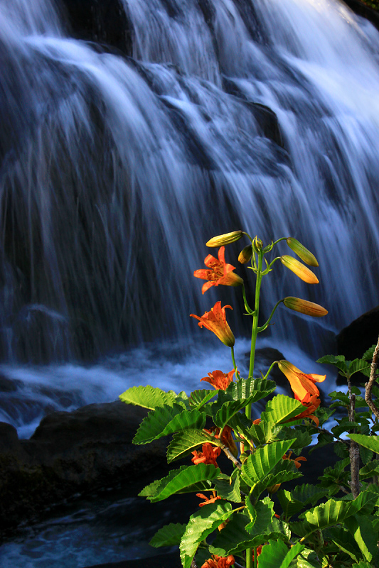 Sierra Tiger Lily