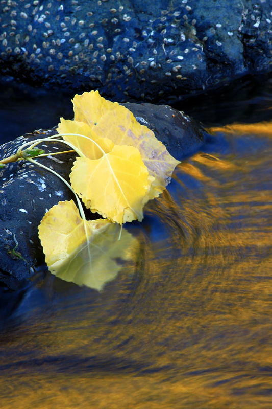 WC-Cottonwood Leaves-RP